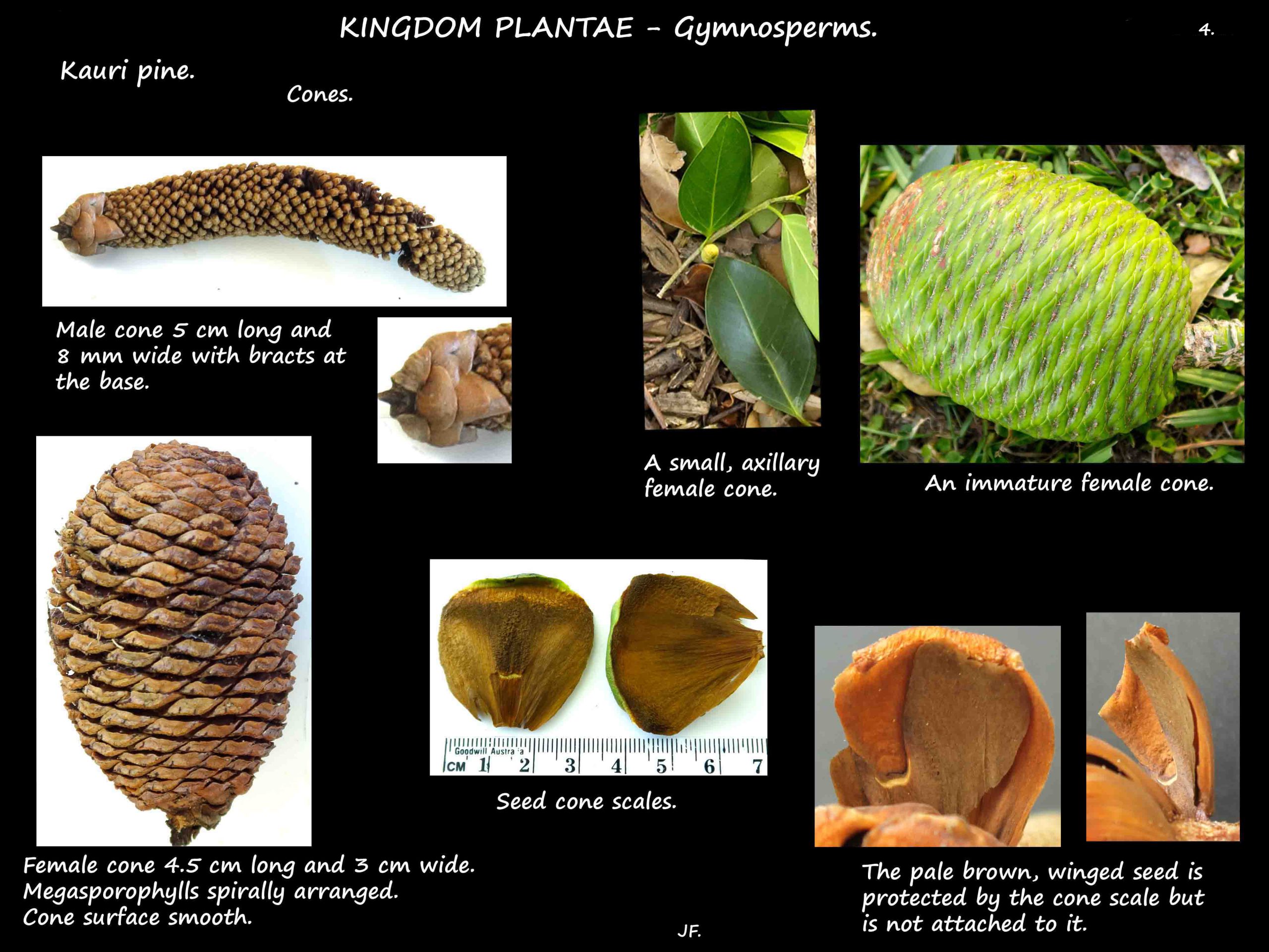 4 Kauri pine cones